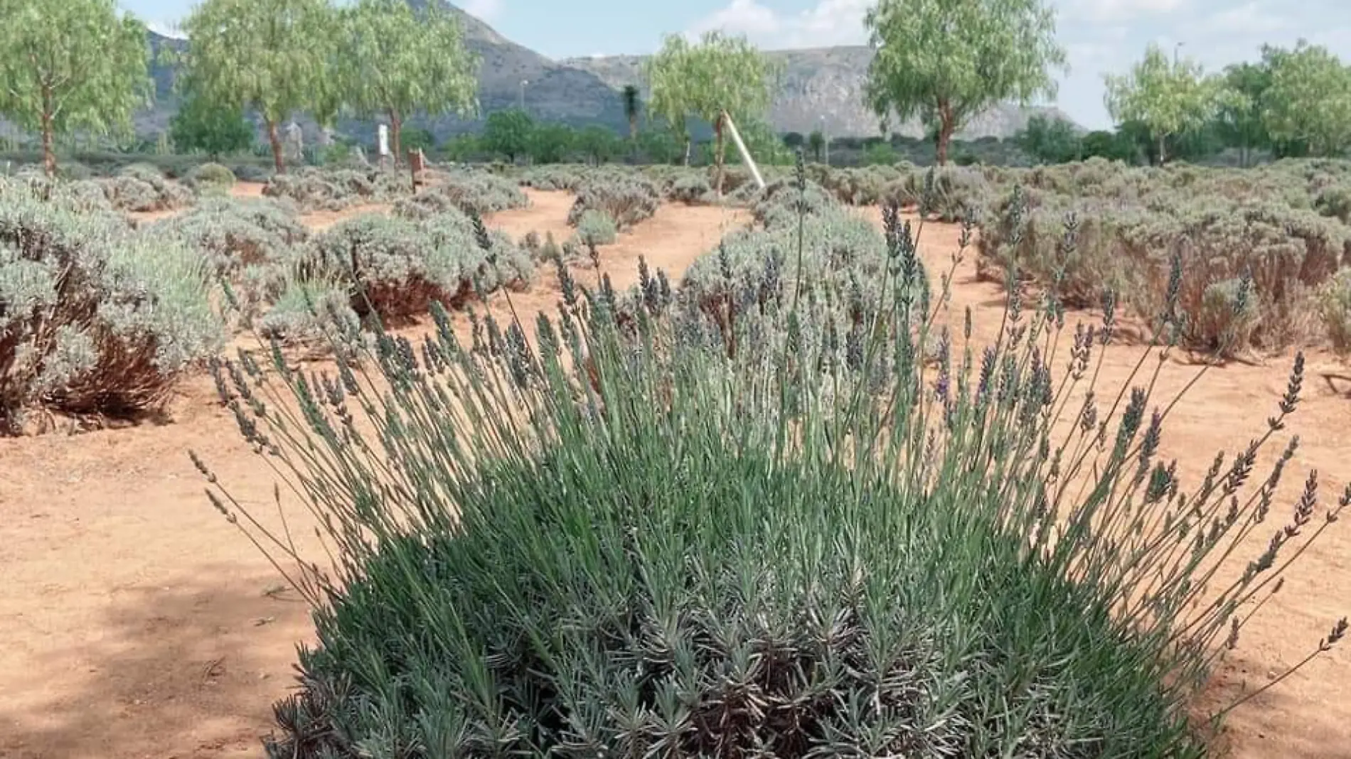 lavanda 3